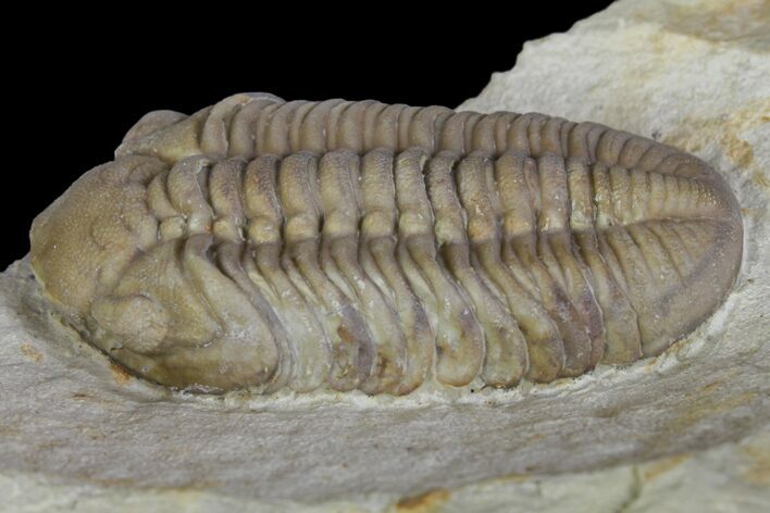 Bargain, Lochovella (Reedops) Trilobite - Oklahoma #137270